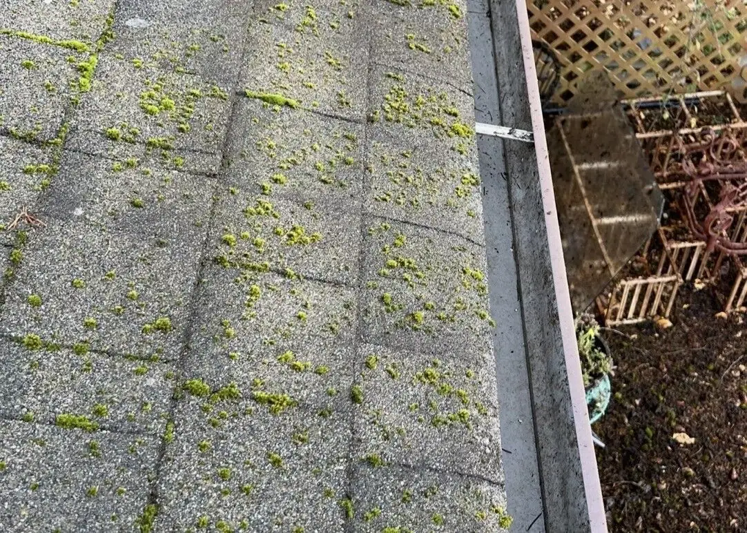 Asphalt shingles after debris removal, with previously hidden moss growth now visible
