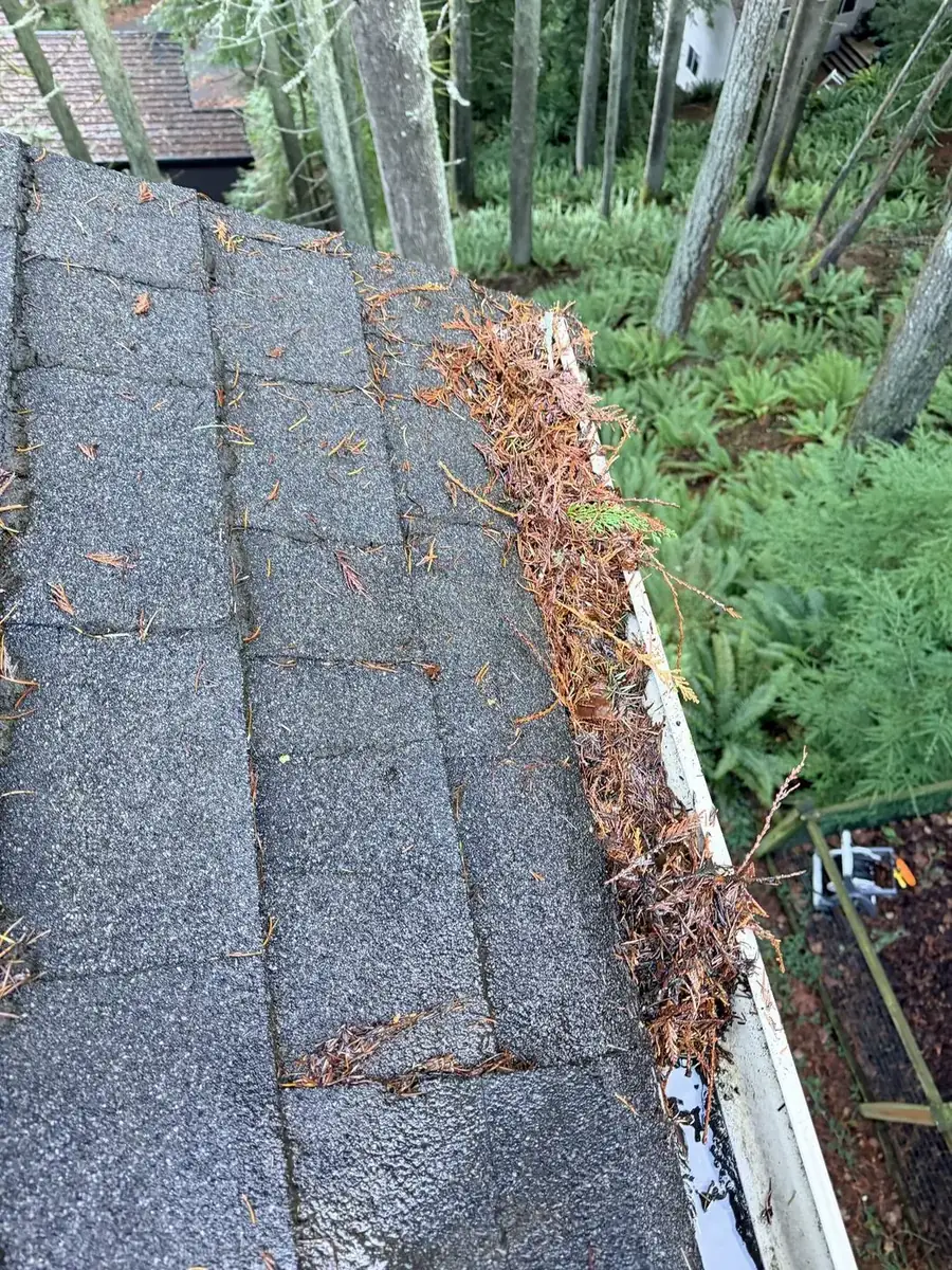 Gutter packed solid with fir needles and wet leaves before cleaning