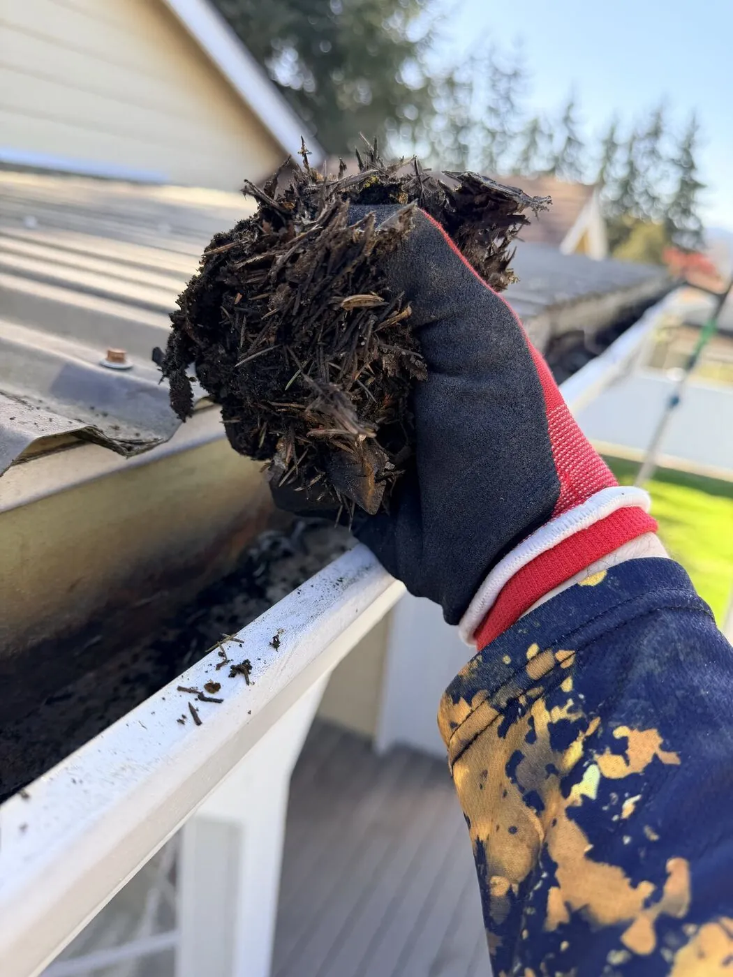 Gloved hand holding a large clump of wet organic debris pulled from a gutter