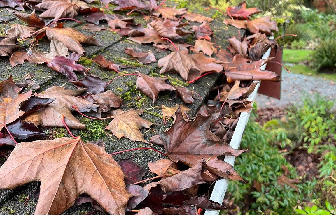 Gutter and roof edge filled with fallen autumn leaves