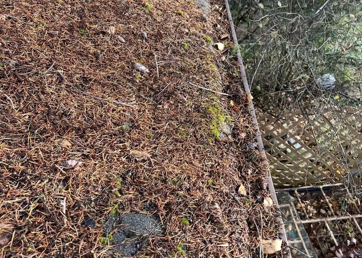 Gutter packed with fir needles and roof debris before the roof was cleared