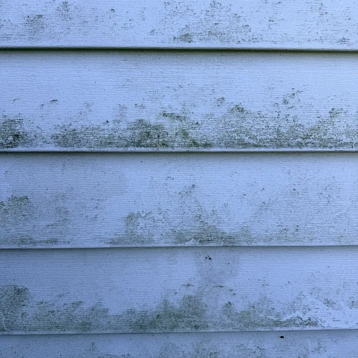Close-up of lap siding before treatment, showing green organic growth across several boards