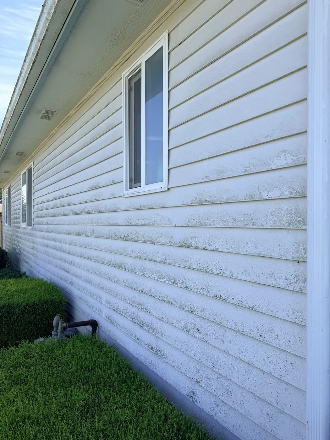 White lap siding before washing, with green organic growth across the lower courses
