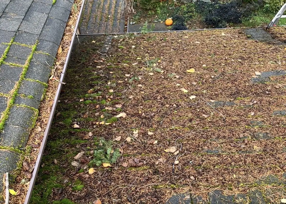 Asphalt roof and gutter line covered in needles, leaves and organic debris