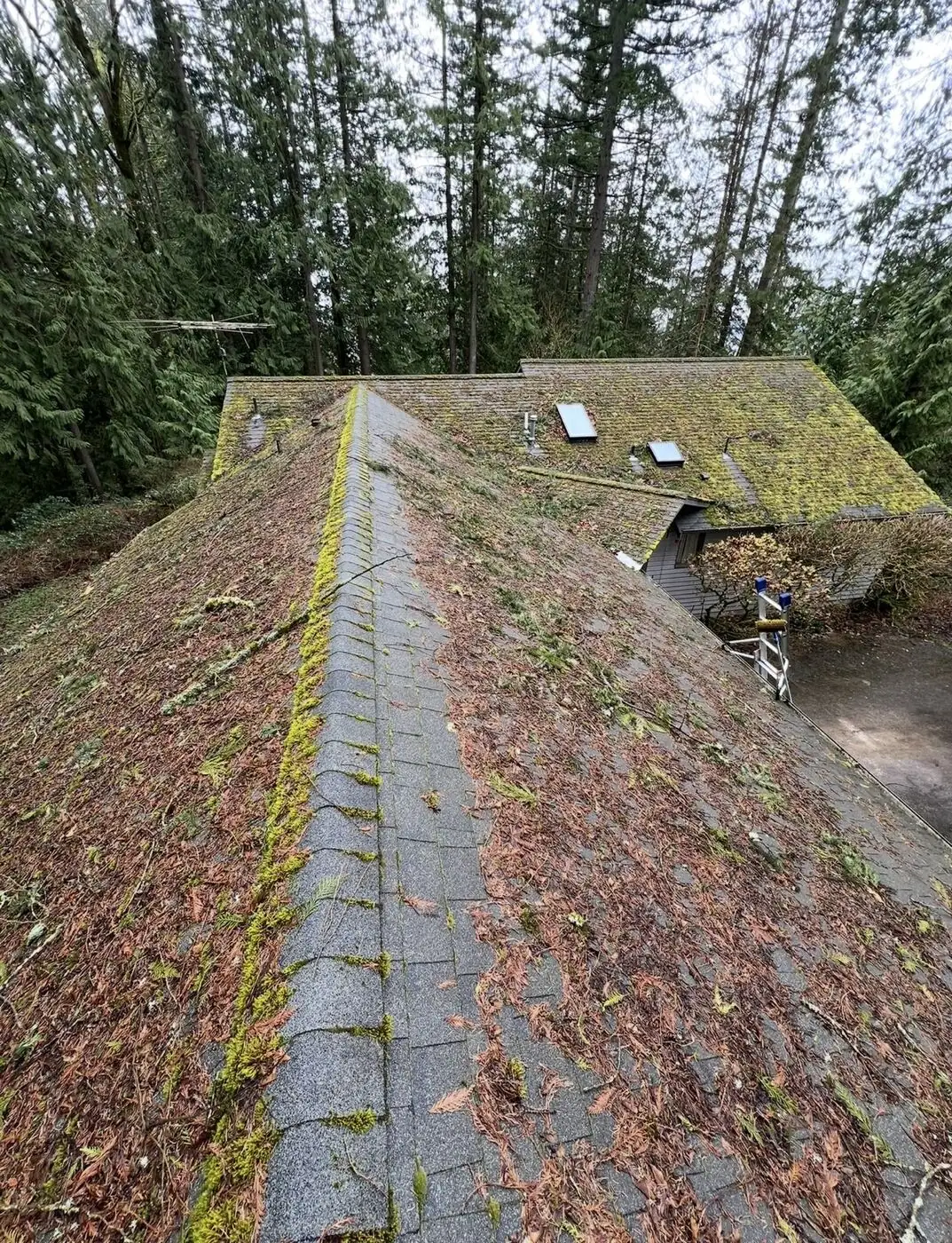 Asphalt roof buried under thick moss, needles and forest debris before treatment