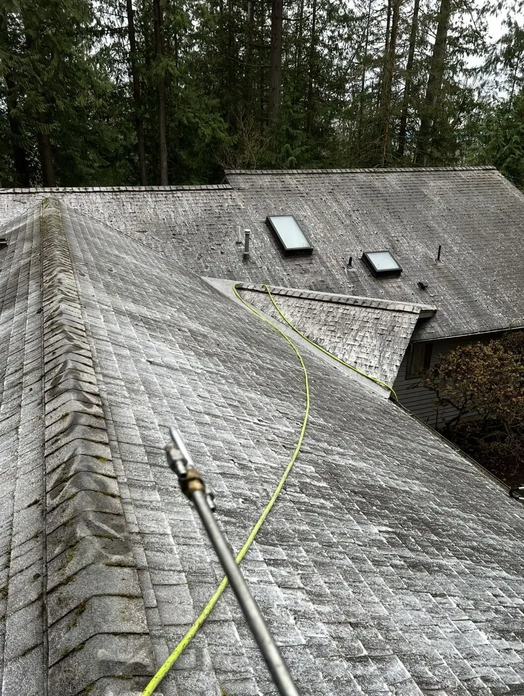 Applying a roof-safe treatment across cleared shingles after the bulk moss was removed