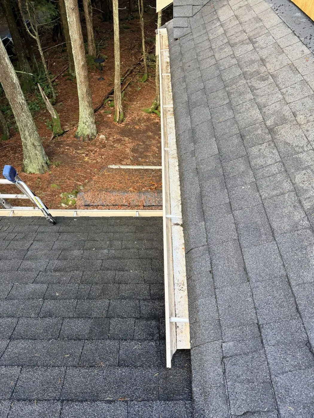 Roof valley and gutter line after accumulated needles and debris were removed