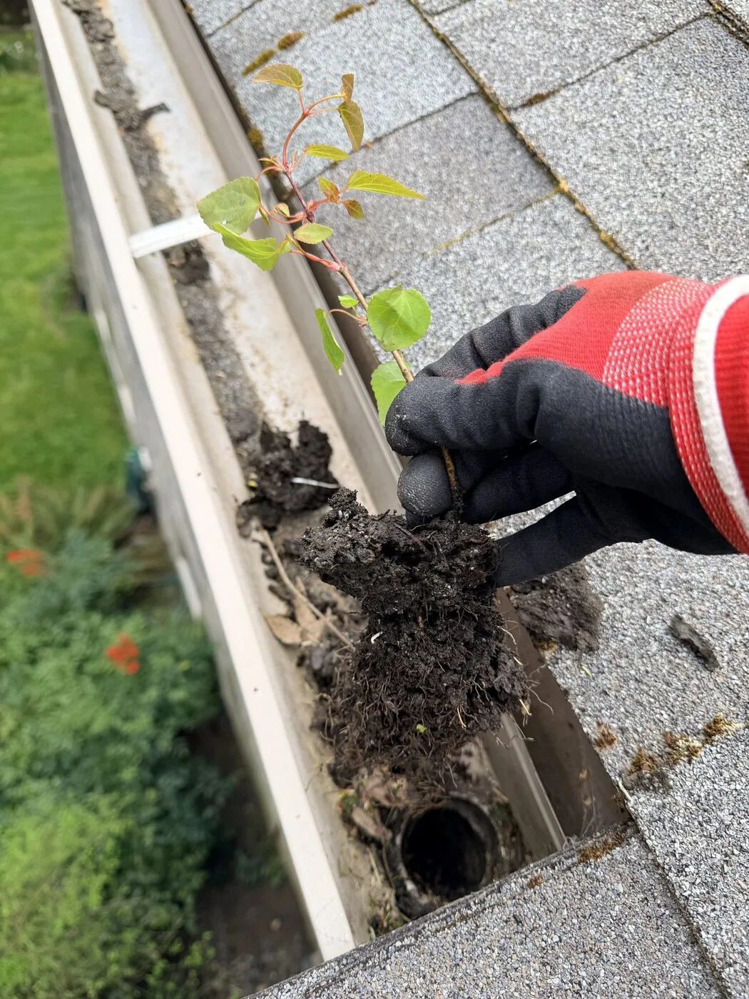 Debris and a small seedling pulled from a gutter beside an open downspout outlet