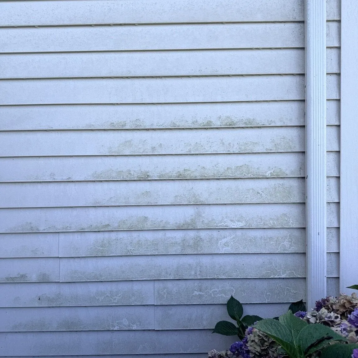 Side wall of a home before washing, with organic discoloration along the siding