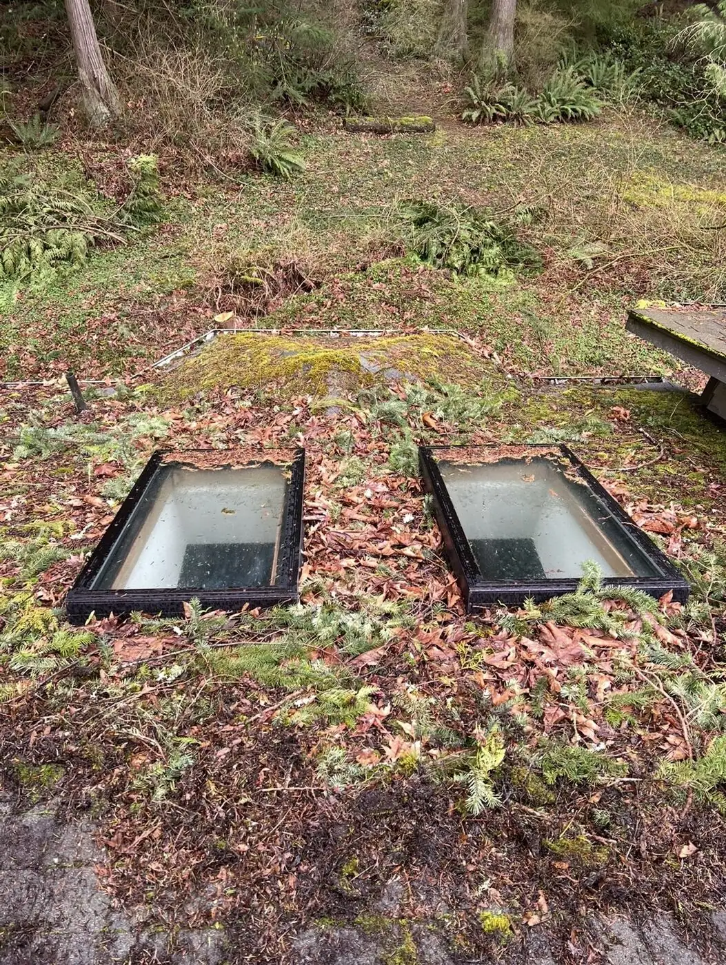 Two skylights almost buried under leaves, needles and moss before the roof was cleared