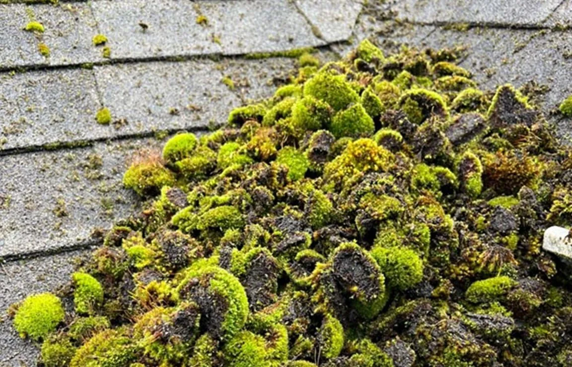 Thick moss growth covering asphalt roof shingles